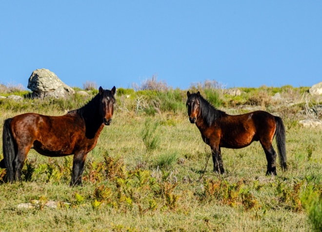 garrano horse