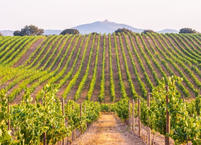 alentejo wineries
