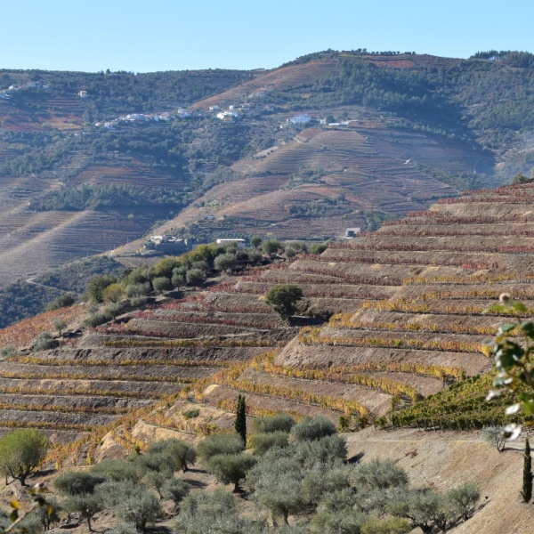 douro valley terraces