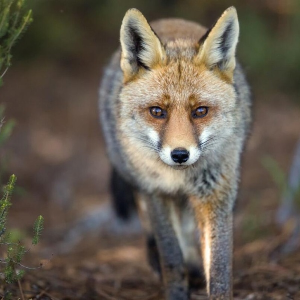 montesinho wolf braganca