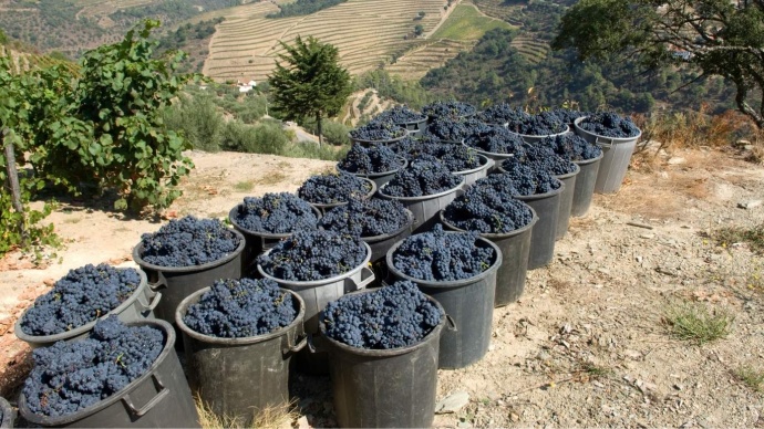 when is douro valley harvest season