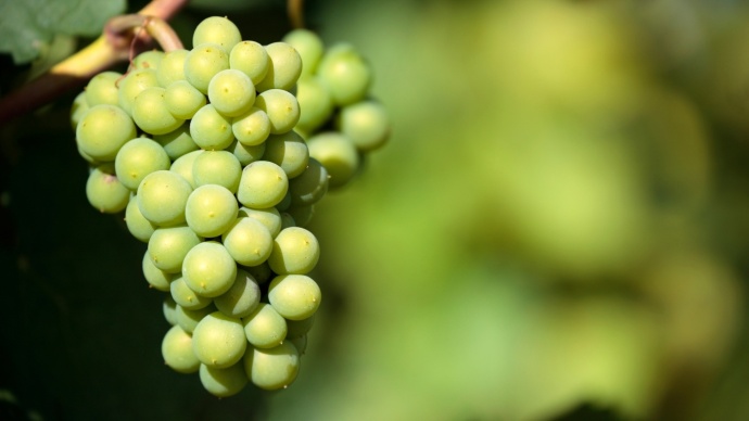 best vinho verde wineries to visit