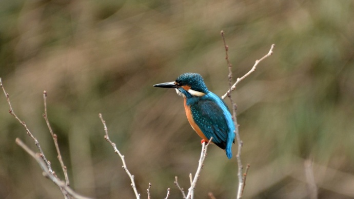birdwatching in portugal