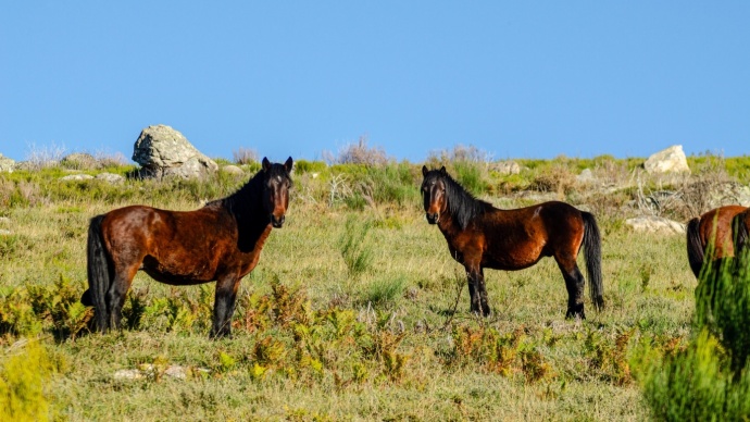 garrano horse